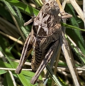 Perunga ochracea at Mitchell, ACT - 22 Oct 2024 02:50 PM