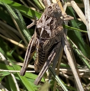 Perunga ochracea at Mitchell, ACT - 22 Oct 2024 02:50 PM