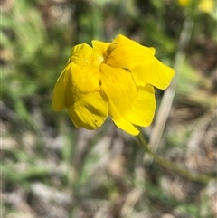 Goodenia pinnatifida (Scrambled Eggs) at Mitchell, ACT - 22 Oct 2024 by SteveBorkowskis