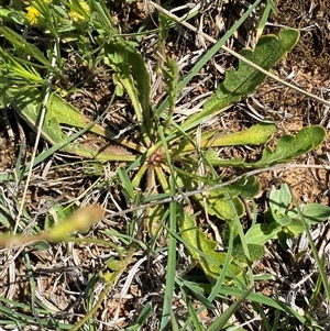 Goodenia pinnatifida at Mitchell, ACT - 22 Oct 2024