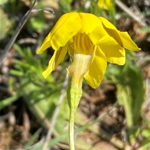 Goodenia pinnatifida at Mitchell, ACT - 22 Oct 2024