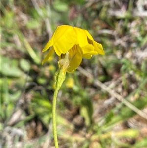 Goodenia pinnatifida at Mitchell, ACT - 22 Oct 2024