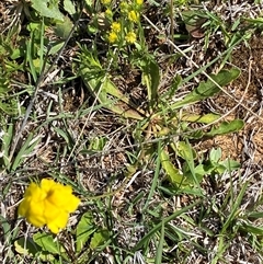 Goodenia pinnatifida at Mitchell, ACT - 22 Oct 2024