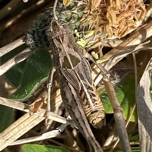 Perunga ochracea (Perunga grasshopper, Cross-dressing Grasshopper) at Mitchell, ACT by SteveBorkowskis