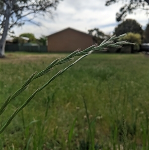 Lolium multiflorum at Scullin, ACT - 22 Oct 2024 04:16 PM