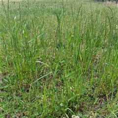 Lolium multiflorum at Scullin, ACT - 22 Oct 2024 04:16 PM