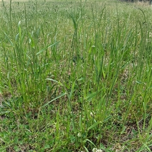 Lolium multiflorum at Scullin, ACT - 22 Oct 2024