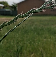 Lolium multiflorum at Scullin, ACT - 22 Oct 2024 04:16 PM