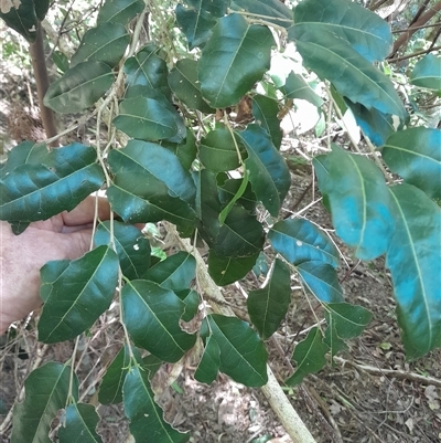 Unidentified Other Tree at Pappinbarra, NSW - 22 Oct 2024 by jonvanbeest