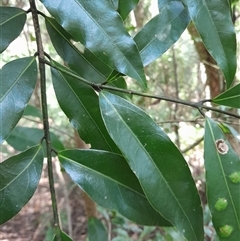 Unidentified Other Tree at Pappinbarra, NSW - 22 Oct 2024 by jonvanbeest