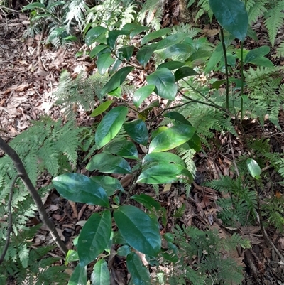 Eupomatia laurina at Pappinbarra, NSW - 22 Oct 2024 by jonvanbeest