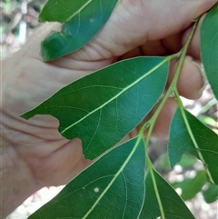 Cryptocarya microneura at Pappinbarra, NSW - 22 Oct 2024 by jonvanbeest