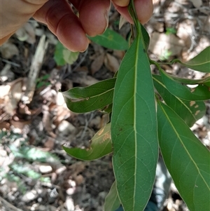 Cryptocarya microneura at Pappinbarra, NSW - 28 May 2025 11:02 AM