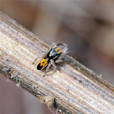 Maratus purcellae (Purcell's peacock spider) at Strathnairn, ACT - 22 Oct 2024 by DPRees125