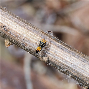 Maratus purcellae at Strathnairn, ACT - 22 Oct 2024