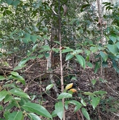 Unidentified Other Tree at Pappinbarra, NSW - 22 Oct 2024 by jonvanbeest