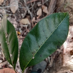 Euroschinus falcatus at Pappinbarra, NSW - 22 Oct 2024 02:30 PM