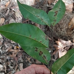 Euroschinus falcatus at Pappinbarra, NSW - 22 Oct 2024 02:30 PM