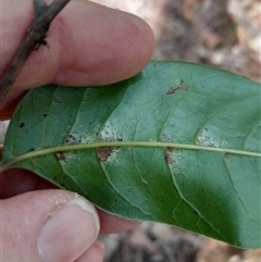 Euroschinus falcatus at Pappinbarra, NSW - 22 Oct 2024 02:30 PM