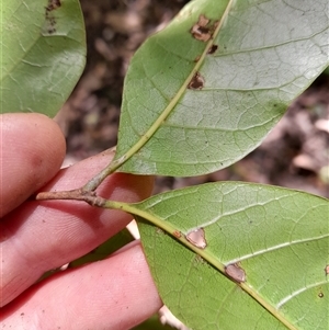 Euroschinus falcatus at Pappinbarra, NSW - 22 Oct 2024 02:30 PM