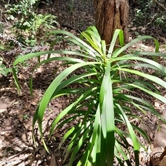 Cordyline stricta at Pappinbarra, NSW - 22 Oct 2024