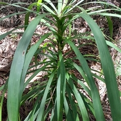 Cordyline stricta at Pappinbarra, NSW - 22 Oct 2024