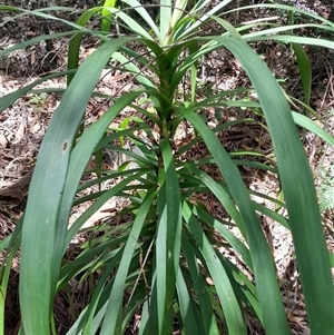 Cordyline stricta at Pappinbarra, NSW - 22 Oct 2024 02:13 PM