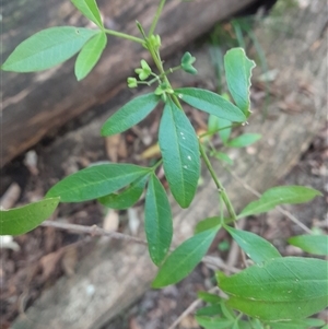 Zieria smithii at Pappinbarra, NSW - 22 Oct 2024 01:37 PM