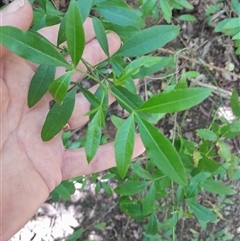 Zieria smithii at Pappinbarra, NSW - 22 Oct 2024