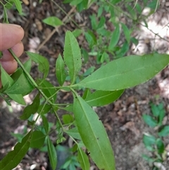 Zieria smithii at Pappinbarra, NSW - 22 Oct 2024 01:37 PM