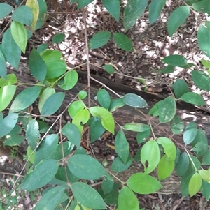 Rhodamnia rubescens at Pappinbarra, NSW - suppressed