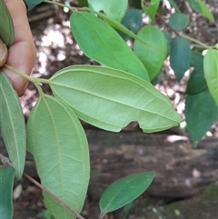 Rhodamnia rubescens at Pappinbarra, NSW - suppressed