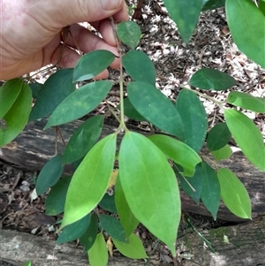 Rhodamnia rubescens at Pappinbarra, NSW - suppressed