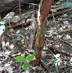 Rhodamnia rubescens at Pappinbarra, NSW - suppressed