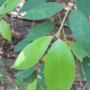 Rhodamnia rubescens at Pappinbarra, NSW - suppressed