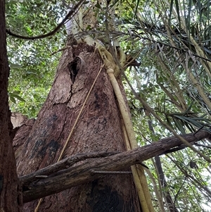 Ficus sp. at Kangaroo Valley, NSW - suppressed
