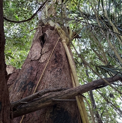 Ficus (genus) at Kangaroo Valley, NSW - 22 Oct 2024 by lbradley