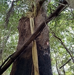 Ficus sp. at Kangaroo Valley, NSW - suppressed