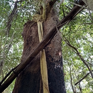 Ficus sp. at Kangaroo Valley, NSW - suppressed