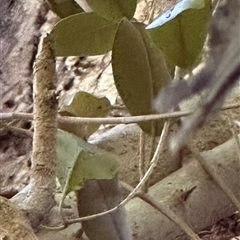 Ficus sp. at Kangaroo Valley, NSW - suppressed