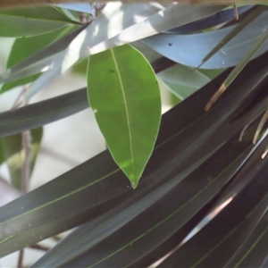 Ficus sp. at Kangaroo Valley, NSW - suppressed