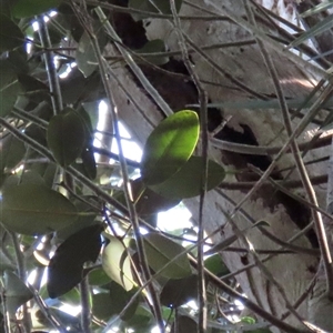 Ficus sp. at Kangaroo Valley, NSW - suppressed