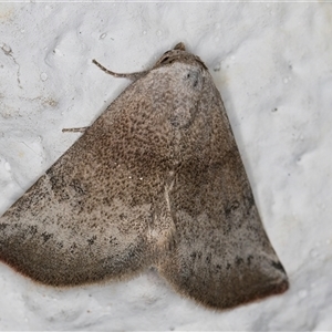 Mataeomera mesotaenia (Large Scale Moth) at Melba, ACT by kasiaaus