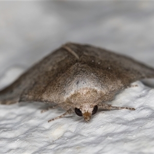 Mataeomera mesotaenia at Melba, ACT - 21 Oct 2024 09:05 PM