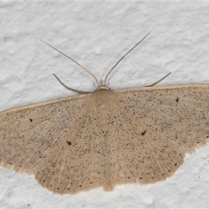 Scopula optivata (Varied Wave) at Melba, ACT by kasiaaus