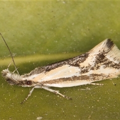 Thema macroscia (A concealer moth) at Melba, ACT - 21 Oct 2024 by kasiaaus