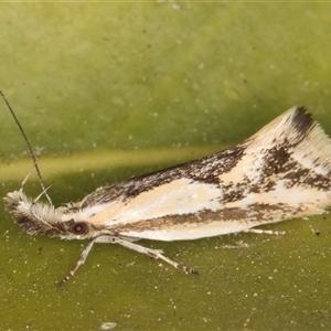 Thema macroscia (A concealer moth) at Melba, ACT by kasiaaus