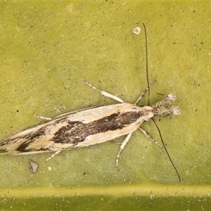 Thema macroscia at Melba, ACT - 21 Oct 2024 09:09 PM