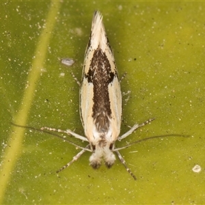 Thema macroscia at Melba, ACT - 21 Oct 2024 09:09 PM