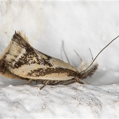 Thema macroscia at Melba, ACT - 21 Oct 2024 09:09 PM